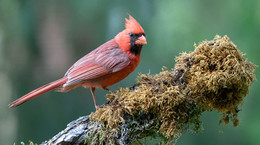 Northern Cardinal / самцы кардинала довольно агрессивны (злые?) 
Если они видят свое отражение, они будут часами сражаться, чтобы отпугнуть «другую птицу», которую они считают угрозой