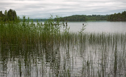 Озеро Щучье / Июль 2017