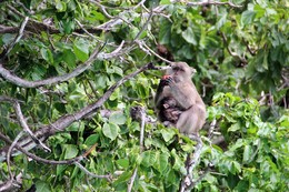 These Eyes... / Tailand, Monkey Beach