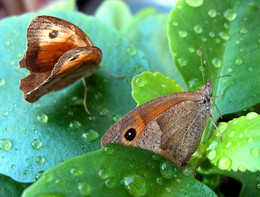 После дождя / после дождя, макро, бабочки