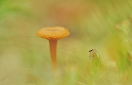 Подрастающее поколение / этого малыша паучка скакунчика я заметил лишь тогда, когда фотографировал этот гриб :)... если бы он не вылез в поле зрения, никогда бы его не нашёл, так очень маленький :)
