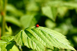Прекрасное далёко, не будь ко мне жестоко... / Семиточечная божья коровка (Coccinella septempunctata, Ladybug)