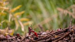 Муравей / Рыжий лесной муравей, поза защиты.