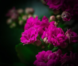 Цветы / Домашний букет цветов