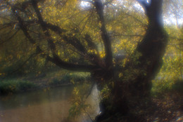 Дерево у реки.(монокль) / Кузьминки.