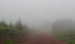 Видимость 50 метров / Дороги заповедника в туман