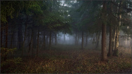 утро в лесу / утро в лесу, небольшой туман