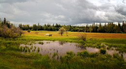 Тучи над лесом... / собирались