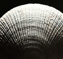 Письмена природы. / Или каков возраст данной раковины.