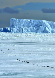 Долгая дорога / Антарктида, путешествие пингвинов по льду моря Уэдделла