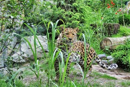 Кто там? / Дальневосточный леопард. В дикой природе осталось по разным оценкам от 40 до 60 особей. (2014)
