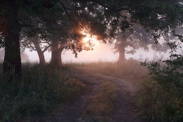 Рассвет / утро,туман,дерево,