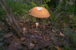 Единственный гриб / За 5 часов прогулки в окрестностях Шатуры найден единственный гриб