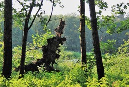 Болотные страхи / Погибшие деревья обрастают лианой и принимают причудливые формы.