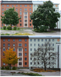 деревья тоже стареют по разному / нижняя фотография сентябрь 2016 года,
верхняя фотография сентябрь 2017 года..

события происходят в Хельсинки