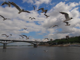 чайки над водой / прогулка по Волге,Нижний Новгород
https://www.youtube.com/watch?v=Kb82hEsbzI0