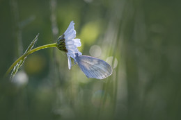 Летним утром / бабочка на ромашке