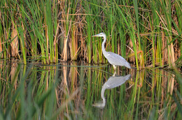 Цапля в тростнике / ***