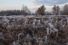 Первые заморозки / осень,иней,трава,деревья