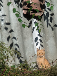 Коту никто не пишет / во дворе