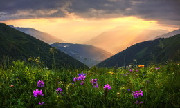 Цветы гор / Зап. Кавказ