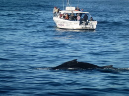 Спина кита в океане и катер с туристами там же / туристическое фото с костылями!