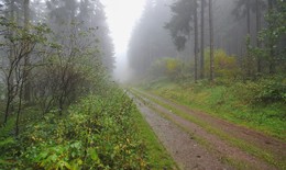 Дождливою дорогой в туман / Прогулки по осеннему лесу