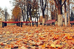 Осень постучалась в двери / Ковёр из листьев в нашем парке.