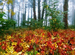туманным утром в разноцветном осеннем лесу / Туманное утро октября 2017 года и разноцветная палитра листьев в лесу вблизи Гомеля