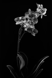 Phalaenopsis / Phalaenopsis