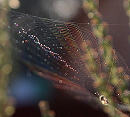 На закате / Паутинка в солнечных лучах