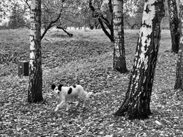 Собака гуляет пятнистая белая в Ясной поляне осенью 2017 / Собака гуляет пятнистая белая в Ясной поляне осенью 2017