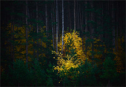 Лес... (2) / В лесу поселилась осень...