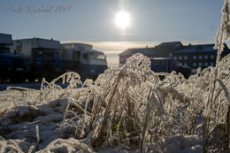 Первые морозы. Бованенково, полуостров Ямал. / Ночью был первый слабый мороз.
Всего то -15, зато утром какая красота!
