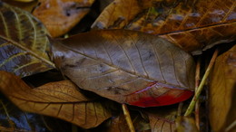 Кровь осени. / Кровь осени.

Проливая свои слёзы, бабье лето покинуло нас, оставив на влажных и мёртвых листьях, кровавые капли своей скорби и тоски, это было её последней жертвой, последним ярким приветом перед тем, как залечь в долгую спячку.

Теперь, кровавые слёзы ушедшего лета текут по жилам осени.

Наступает пора дождей.