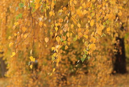 Березовая осень / Осенние березы в желтых листьях