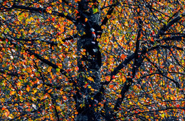 Мозаика / Осенние краски