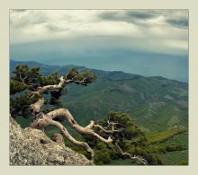 На склонах Крымских гор... / История одного дерева..)