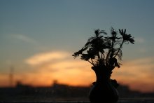 Восемь. / Ровно столько. Их.