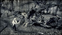 О тайне древнего леса... / ... или в поисках Лукоморья
