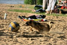 Собачий футбол / веселый пес ведет мяч