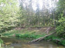 белорусский лес / душевно