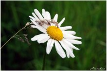 Ромашка / ___