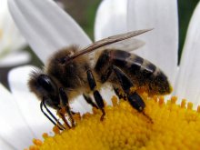 Пчелка / работяга :)