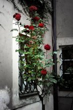 Roses / ---