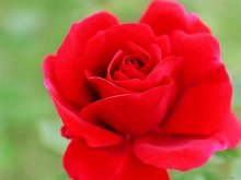 И ещё одна роза. / Вот так воспроизводит красный цвет плёнка Fuji Reala.