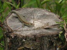 ящур / маленький только