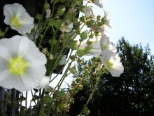 Цветы / Цветы