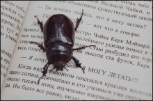 перечитывая Баха / без к