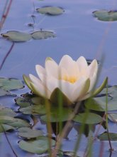 Белая лилия / Цветы на воде